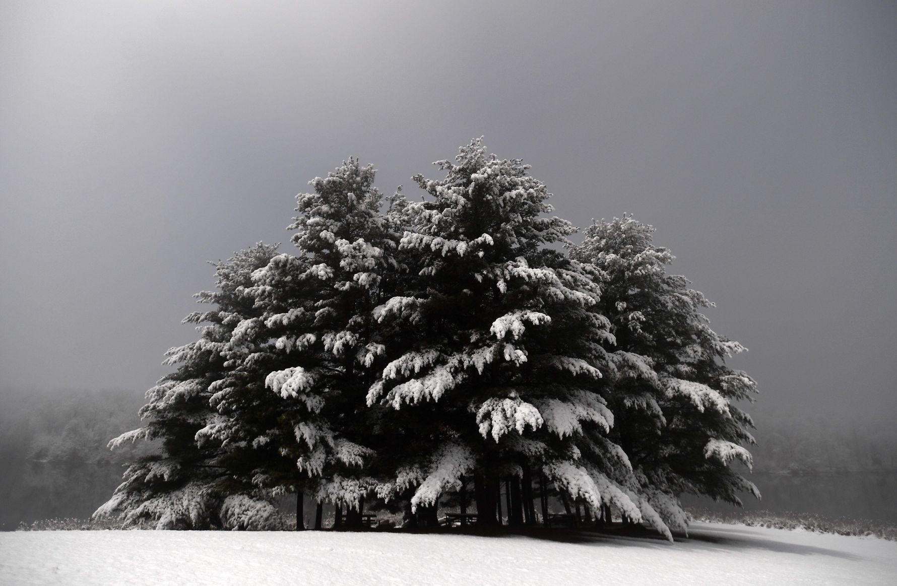 Moonlight Snow